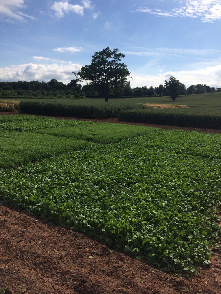Strikealightlee's tweet photo. All set for the Frontier Ledbury 3Dthinking demo days next week. Crops looking good all round. 27-28 June 10-4 https://t.co/lAeNPvij3w