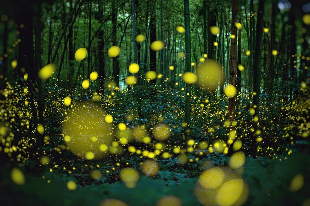 Firefly Forest | by ONe*23 on photohito