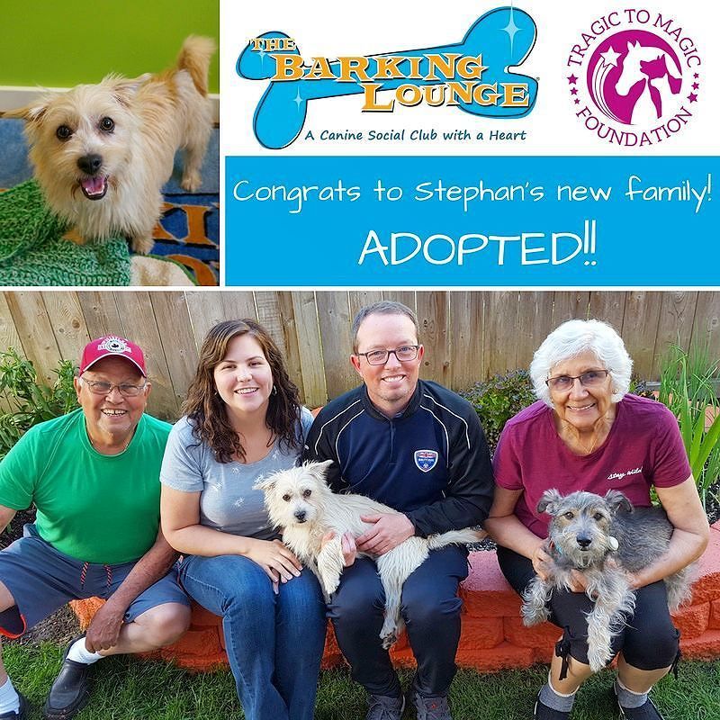 🎊WOOF! WOOF! ADOPTED!! 🎉

Congrats to, former Barking Lounge foster dog, Stephan and his wonderful new #fureverhom… ift.tt/2rV3AT7
