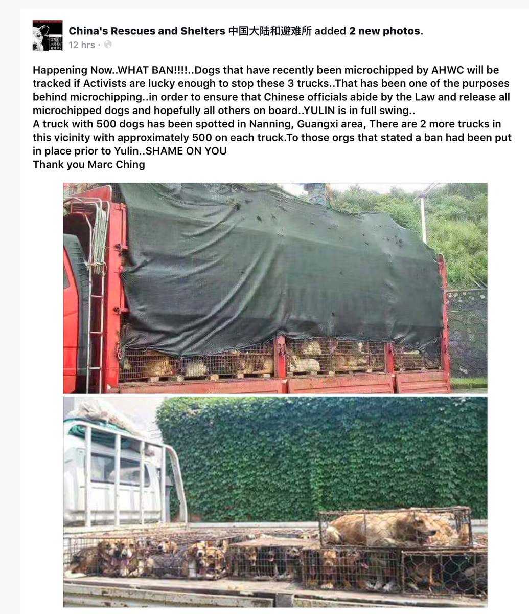 RIBERABA's tweet photo. 🗣️ 📢⚠️🚨#YULIN NO está PROHIBIDO🚨⚠️‼️

🙏🏽🆘APÓYA a los #ANIMALISTAS🆘:
➡@BoAiCentre
➡@AHWFoundation
➡@apactionproject
 https://t.co/EJDjvlCLSa https://t.co/NMjjUhu0Aq