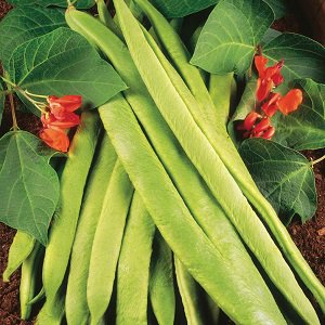 <a href="/paulerspury/">Paulerspury</a> #Horticultural #Society #Annual #show - August 12th : paulerspuryparish.org.uk/annual-show-ho…