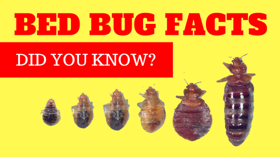 BattleBedBugs tweet picture