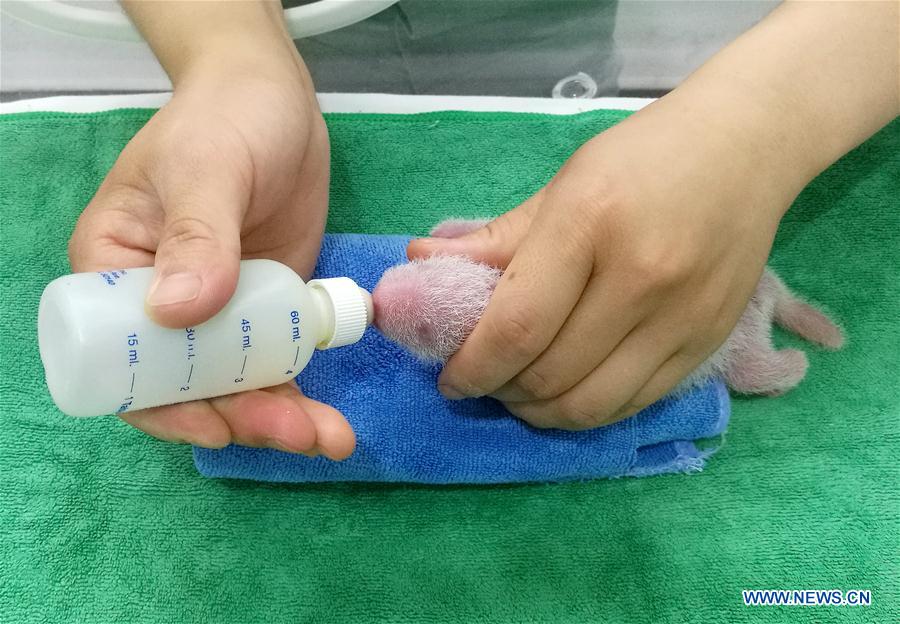 Photos taken on June 14 show staff feeding a male cub among all 3 cubs born last week at a breeding center in NW China's Shaanxi (Xinhua)