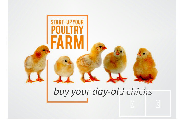 oluwashegzyy's tweet photo. Want to start-up your own poultry business? Why not buy your day-old chicks on https://t.co/l8hNWKm8uH at affordable prices #PoultrySupport🐣 https://t.co/F8uFKQAYYr