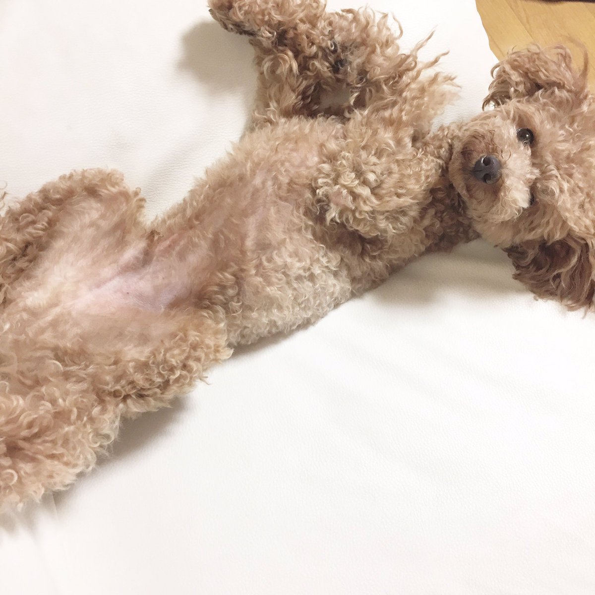 riko6622's tweet photo. どんな寝方するん（笑）
なに？？？あかん？？
って顔😂 https://t.co/0OHKCFB148