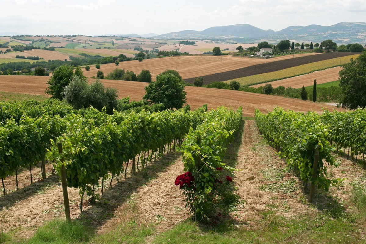 cheese_home's tweet photo. Перебираемся на побережье Адриатики, в область Марке. Этот регион можно назвать родиной Качотты - маленького сыра, который так популярен https://t.co/W0n02qi9hx
