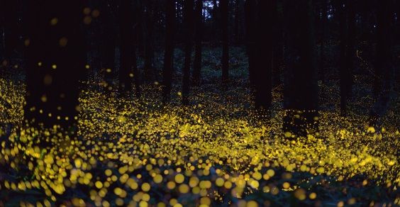 nipotiinaffitto's tweet image. #Sabato24 all&apos;Ostello del Parco a #Morlupo presentazione della nuova mappa del @parcodiveio! E poi.. tutti a caccia di #stelle e #lucciole!