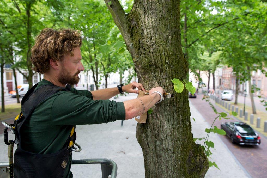 Newsroom070's tweet photo. Bomenverzorger Rosko gaat bladluizen te lijf met larven van lieveheersbeestjes. Wil je weten hoe? https://t.co/YqbPrm9trk #bomen #groen https://t.co/000M833r7Q