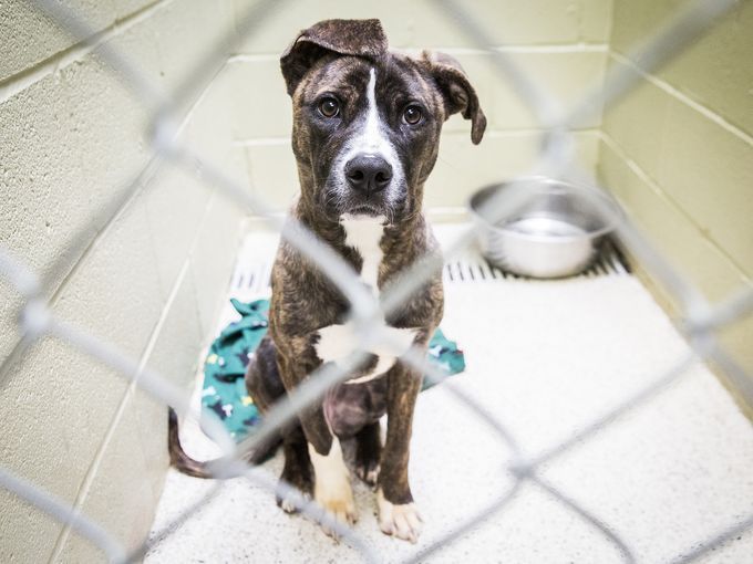 Help overcrowded <a href="/MuncieACS/">Muncie Animal Care & Services</a> and get a new best friend on $5 adoption days. See the sweet faces in <a href="/kartholl/">Jordan Kartholl</a> photos tspne.ws/2rDZLxh