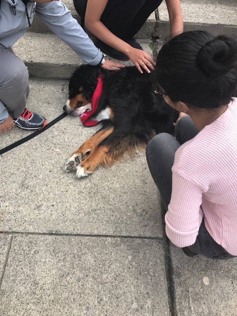 Therapy dog at PCSS. De-stressing before exams. Thanks St. John Ambulance Therapy Dogs! <a href="/PortCreditSS/">Port Credit SS</a>
