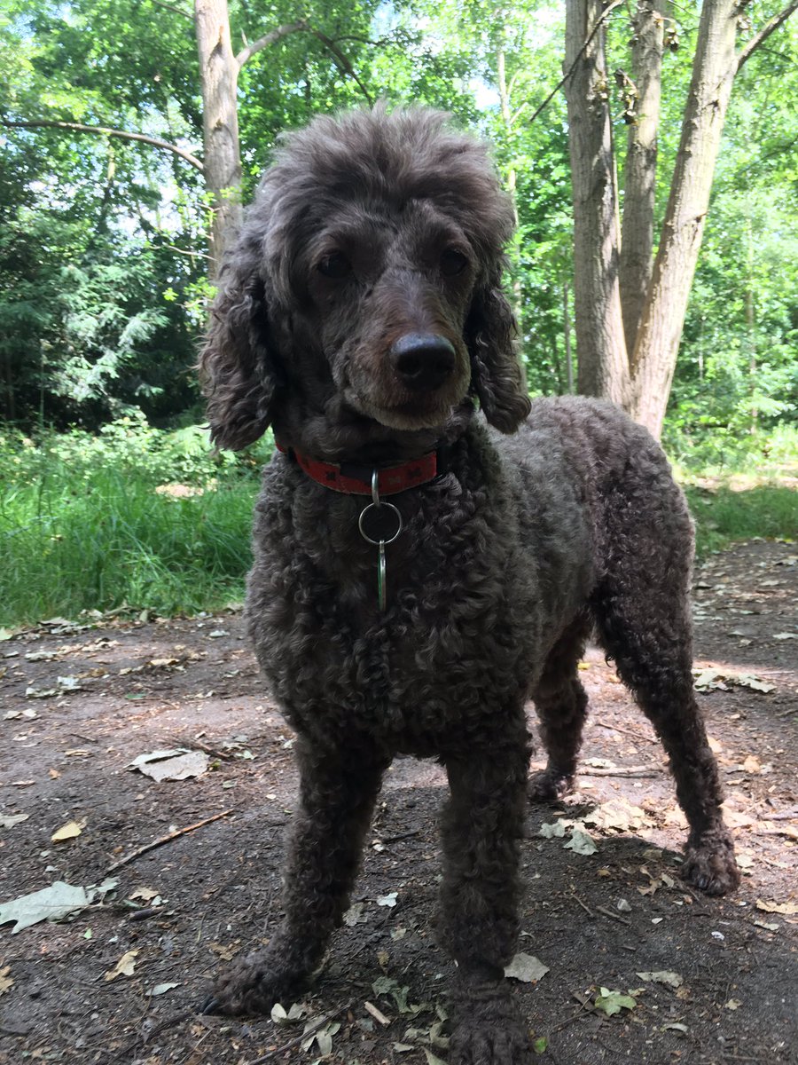 SWLDogWalkers's tweet photo. Pepsi takes in the sights on a cooler day @WimbledonCommon #Poodle #JustVisting 🐩😁 https://t.co/IVM1kgE8et