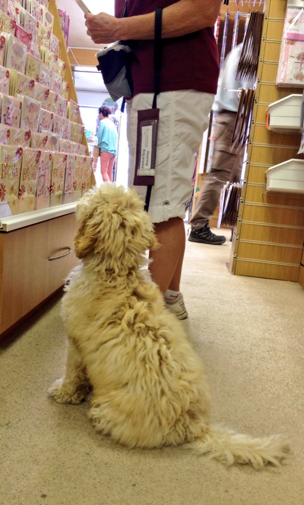 hearing dogs shop