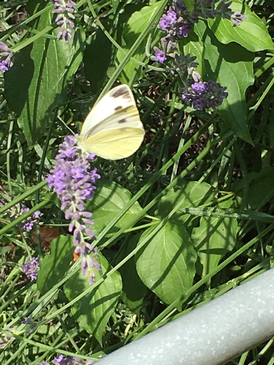 First one of the season. Bit late but still welcome!#PierisBrassicae #Kohlweissling #CabbageWhite