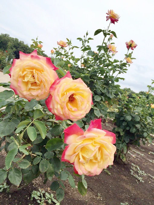 深大寺のバラまだぎりぎり咲いてた
