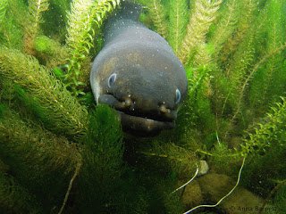seasave's tweet photo. #WeekinReview Find Out Abt, The Multimillion-Dollar World of Eel Trafficking https://t.co/wfNQqGU8Iu @ZSLScience @SylviaEarle #eelScience https://t.co/oYwe01obEO