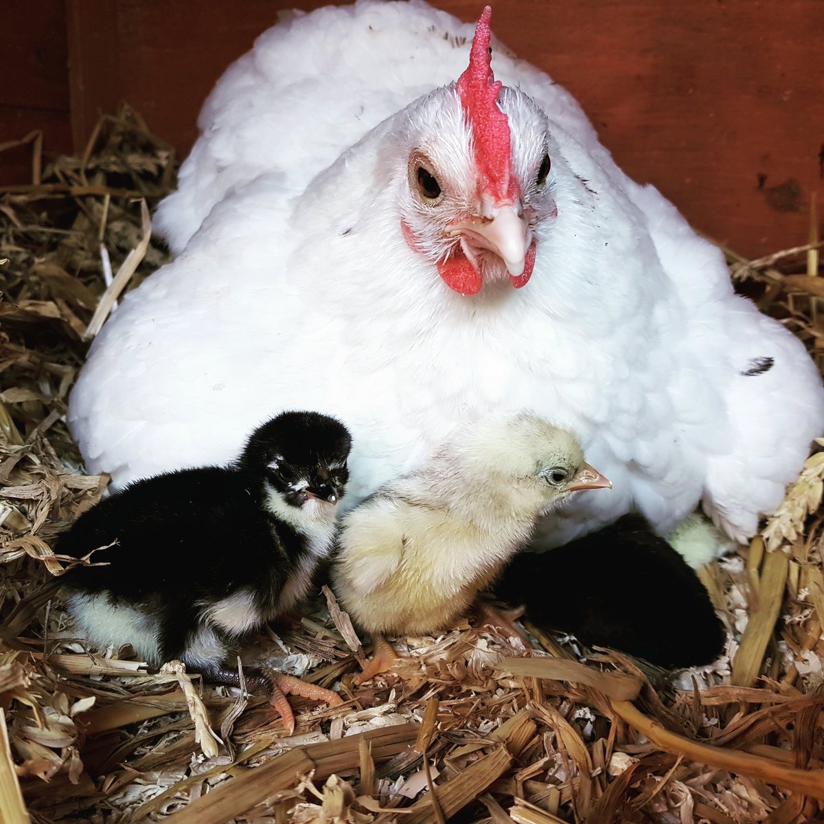 Birdpoultry's tweet photo. Baby chicks day old Australorps chicks #chicks #australorps #chickens #poultry #bantams https://t.co/e3WdaP2iBw