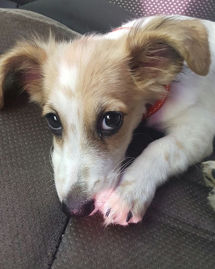 pawscots's tweet photo. "When you know you're insubordinate and you don't want to admit it😜"-Molly 😎🐶🐾💕 #pawscots #petsupplies #onlinestore #freeshipping #Thursday https://t.co/pX4lPYXSj0