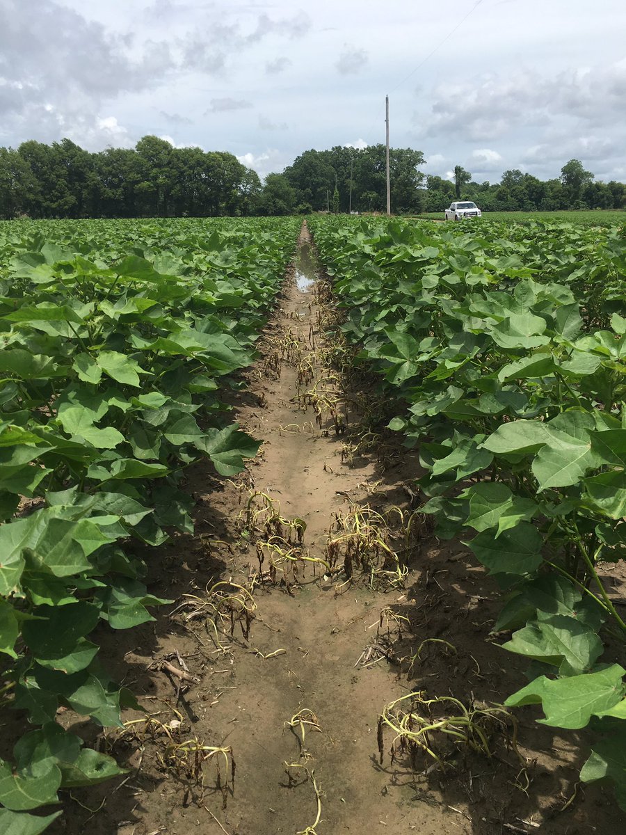 Morgan McDowell tweet media