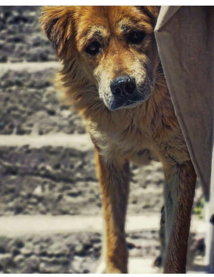 AnantNegi8's tweet photo. #ADogsPurpose #old1 #photography #Emotions #Moments
THIS PIC HAS DEPTH IN IT
#EYE CN SAY 1000 #WORDS
#CLICKEDBYME https://t.co/hSxHkMTRFJ
