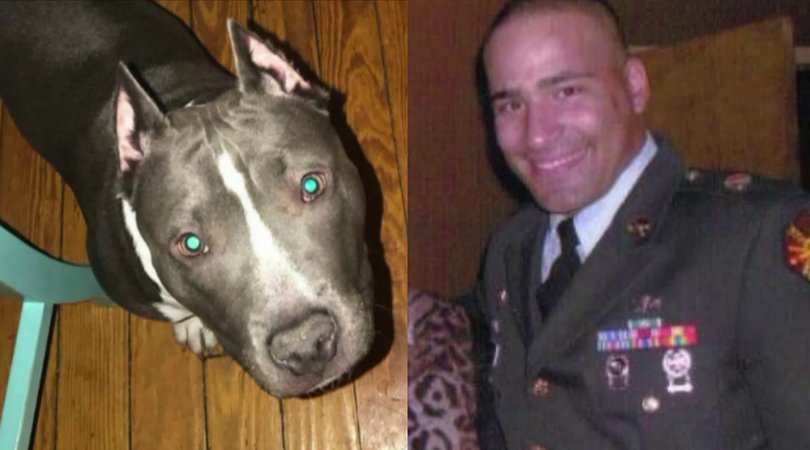 smozer3's tweet photo. Thank goodness they were reunited! #ServiceDog https://t.co/uEZQ6VOvas https://t.co/4w2Tz40Ckq