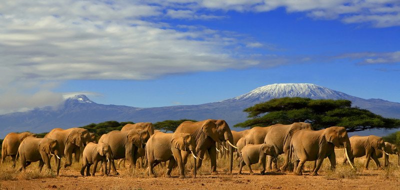Good news! #Elephant population in Tsavo, Kenya up by 14.7% over three years goo.gl/kfHC78 #wildlife