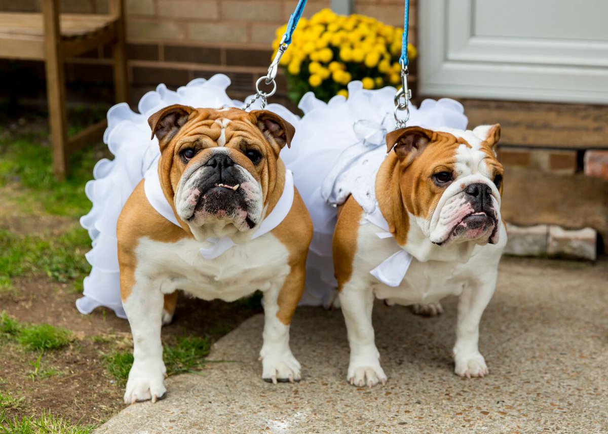 CompanionDW's tweet photo. Two thirds of #Brits would miss their #honeymoon for their #pet - read more at https://t.co/5KYFQwWSAK #dogs #wedding #Bulldogs https://t.co/PfParnrvo7