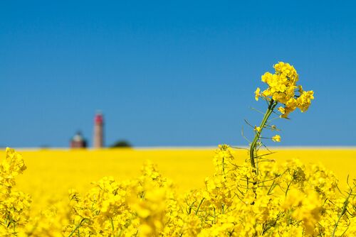 U.S. Canola Association tweet media