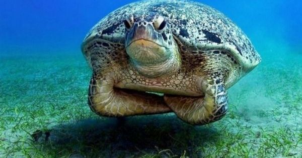 Drstevenhobbs's tweet photo. This is Walter. He'll have none of your shenanigans. None of it. https://t.co/lzI64S5Cwn