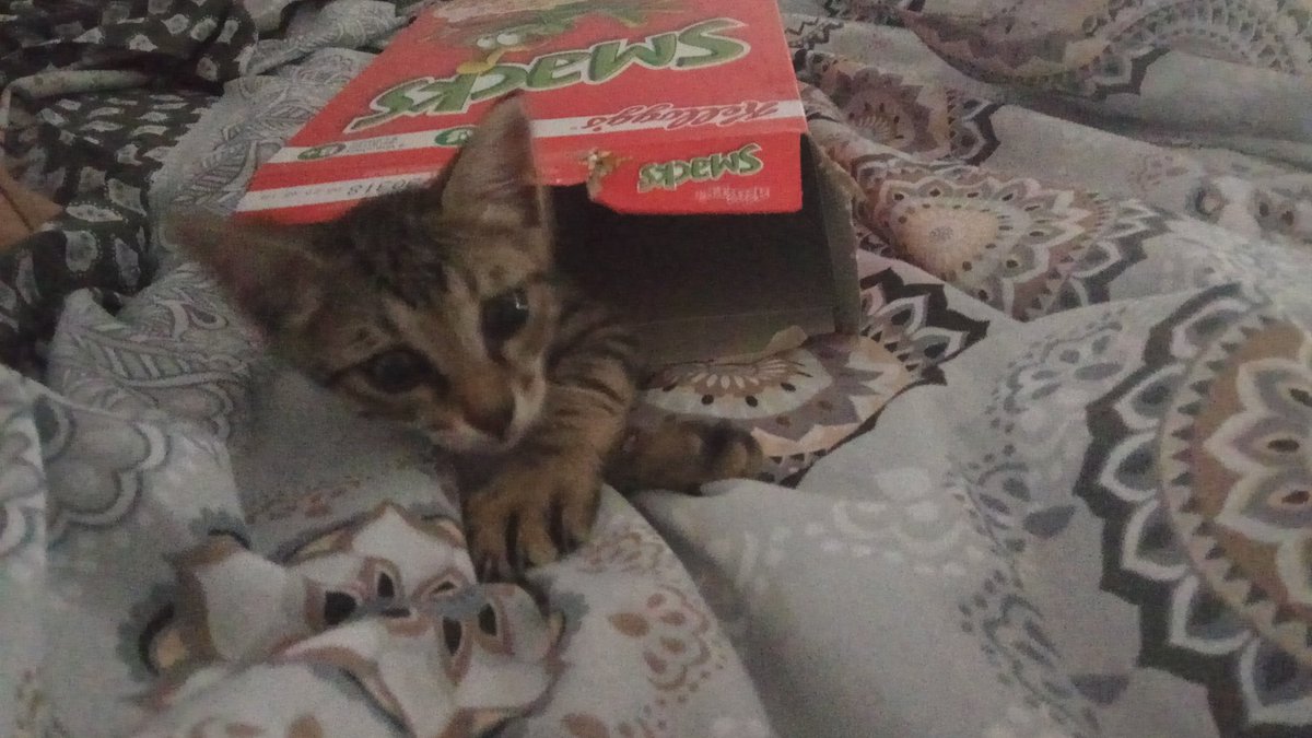 aichi_midori's tweet photo. Por fin los crispis traen regalos guays(?) https://t.co/JL1ispySJU