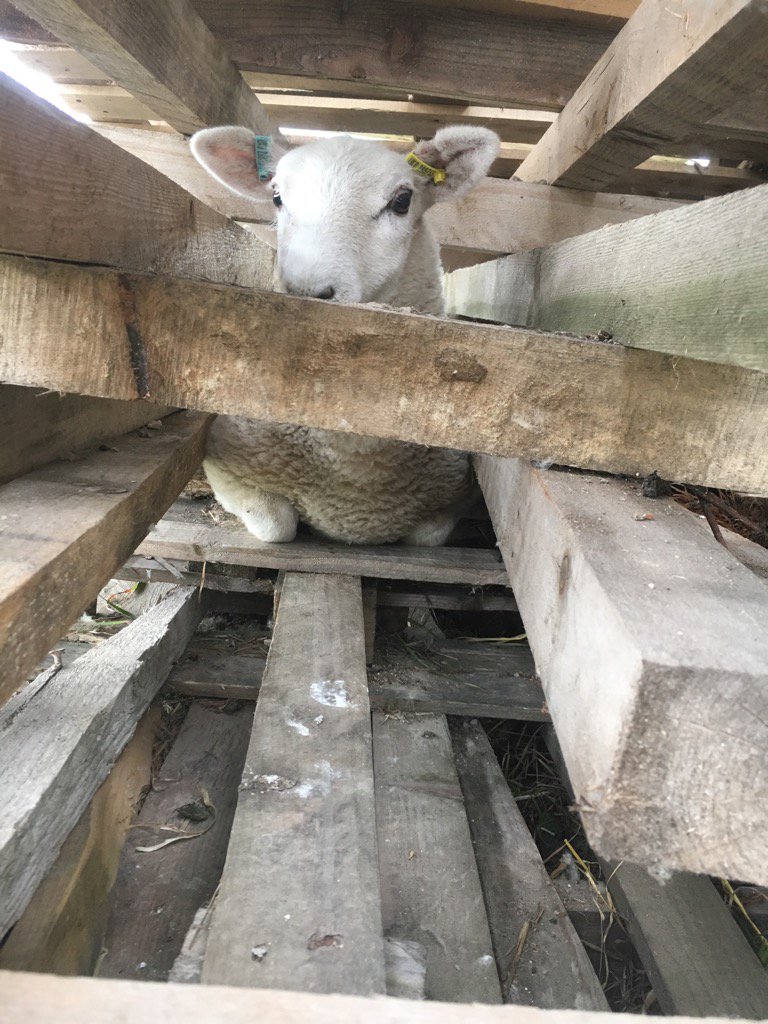 DroversHillFarm's tweet photo. How has he got in there? https://t.co/5PkwPV6HIc