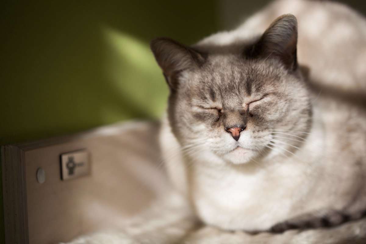 AthletiCatShop's tweet photo. Summer is here, let's sunbathe a little bit, I'm soooo white! 😍 #athleticat #furniture4cats #gattiditwitter https://t.co/ei89oiP0Zs