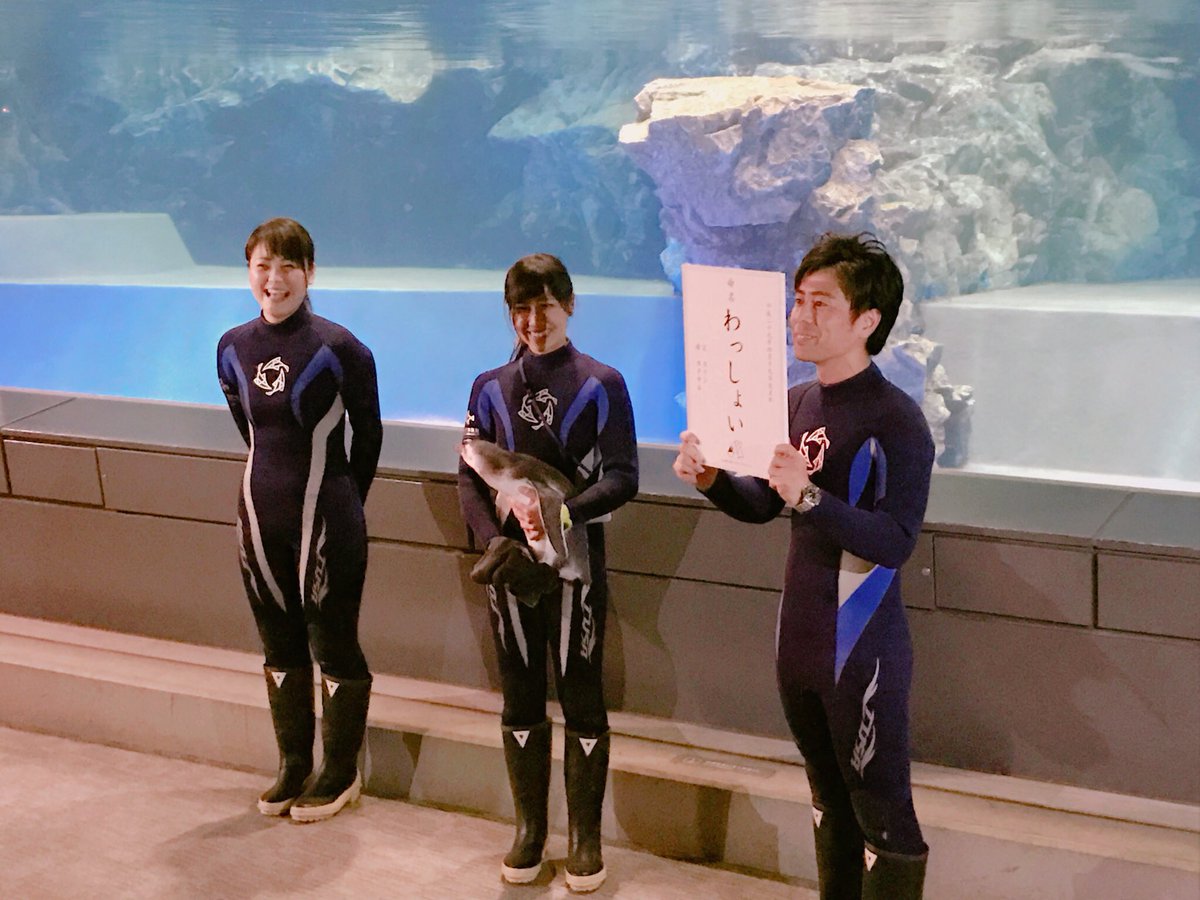 توییتر 公式 東京ウォーカー Tokyowalker編集部 در توییتر すみだ水族館で4月に誕生した マゼランペンギンの赤ちゃん 本日プールデビューをするとのことで 打ち合わせの帰りに 見届けてきました そして 気になる名前は その名も わっしょい
