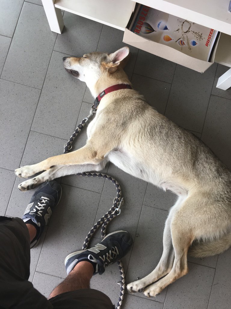 toxicdemon's tweet photo. Ich werde das Gefühl nicht los der Hund ist völlig fertig. 🙈🤷🏻♂️ #wolfhund #wolfdog #chillkroete https://t.co/8dEQ9IOnfV