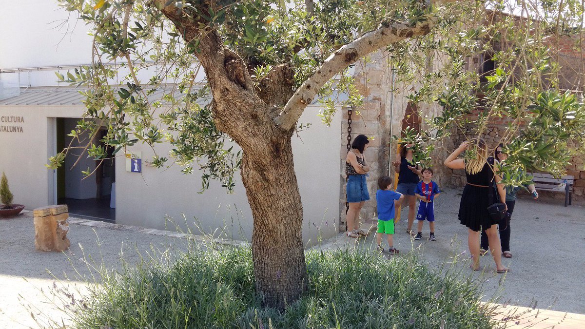 turismecat's tweet photo. La DGT potencia la diversificació del turisme a Catalunya amb el blogtrip d’oleoturisme #wellolive  https://t.co/3dTPfx8mxg https://t.co/nmVNlt8AA0