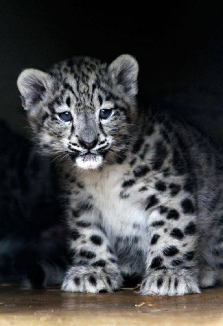 stevekrohn's tweet photo. #cute #leopard https://t.co/W4CBoTlFMh