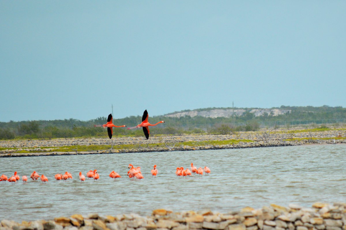 The beautiful flamingos in #SouthCaicos #TurksandCaicos buff.ly/2sCnUWe