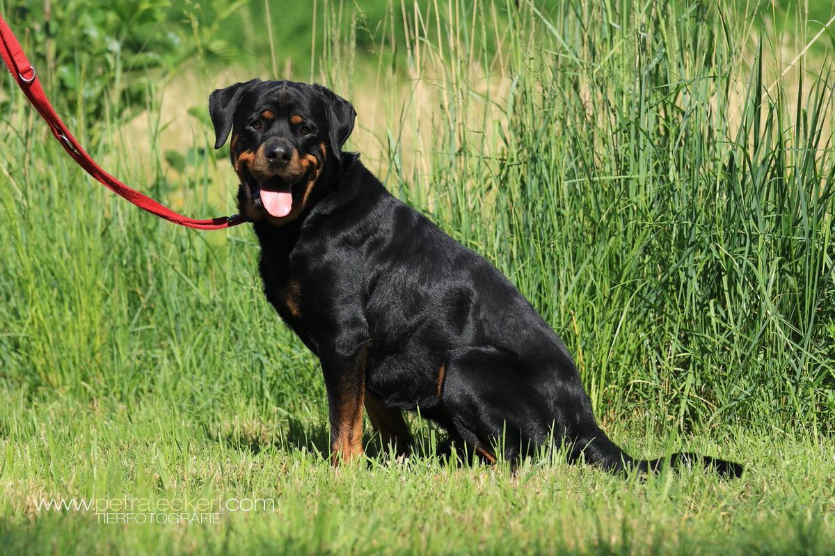 ModernDogBlog1's tweet photo. Burli sucht dringend ein neues Zuhause #Listenhund #Rottweiler #Tierheim #Gnadenhof
https://t.co/HorKWSvClt
https://t.co/4bIA5JoqIc https://t.co/Ubu2UJVhjb