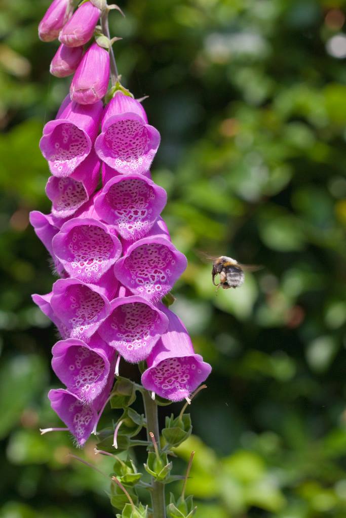 The_RHS's tweet photo. Please share, be aware! This is a list of ‘potentially harmful garden plants’, plants to handle with care: https://t.co/xcK1sDc6IL https://t.co/WwAI7MTTLa