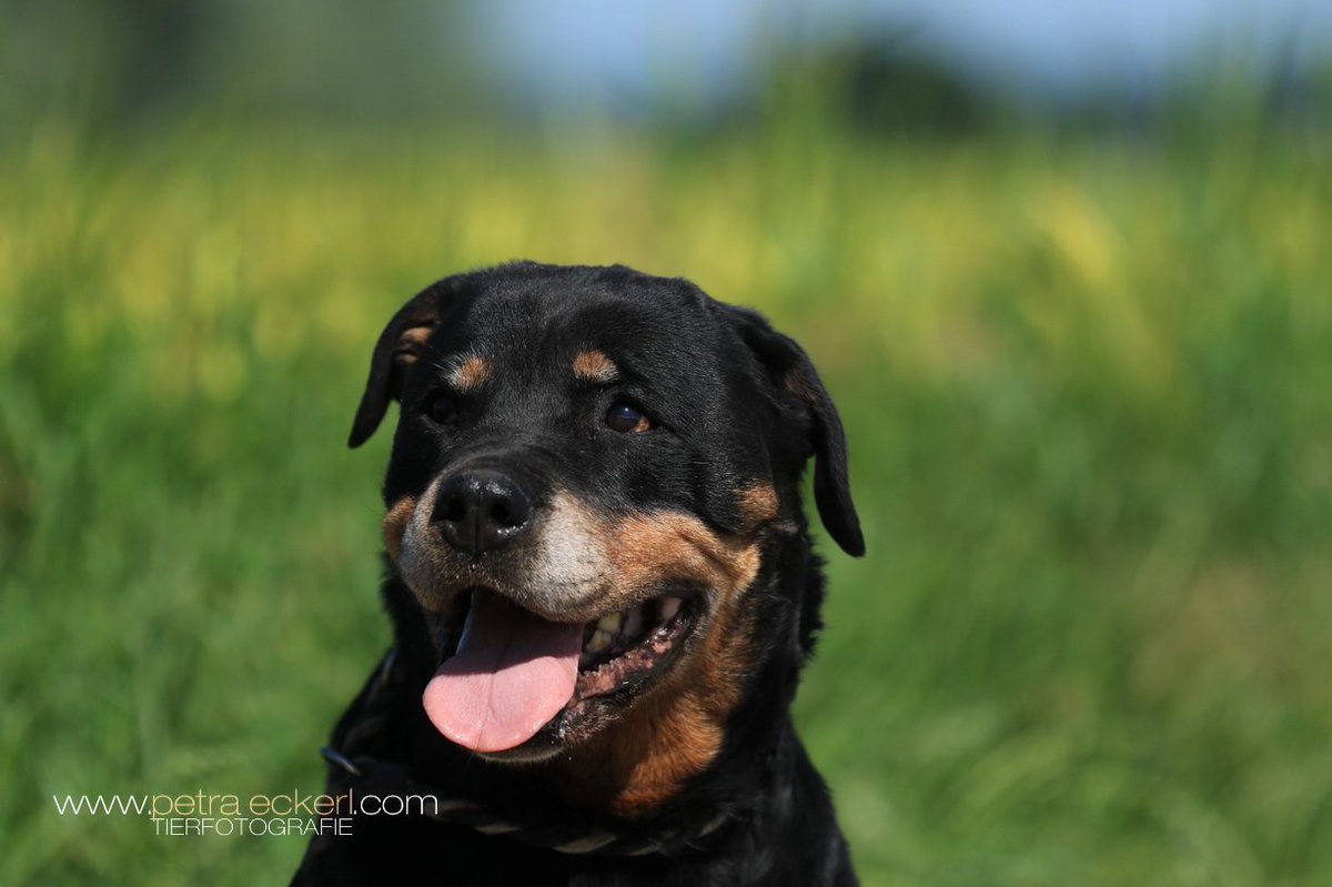 ModernDogBlog1's tweet photo. Abby sucht dringend ein neues Zuhause #Listenhund #Rottweiler #Tierheim #Gnadenhof
https://t.co/HorKWSNdd1
https://t.co/4bIA5J6PjC https://t.co/Pu29xORxyx