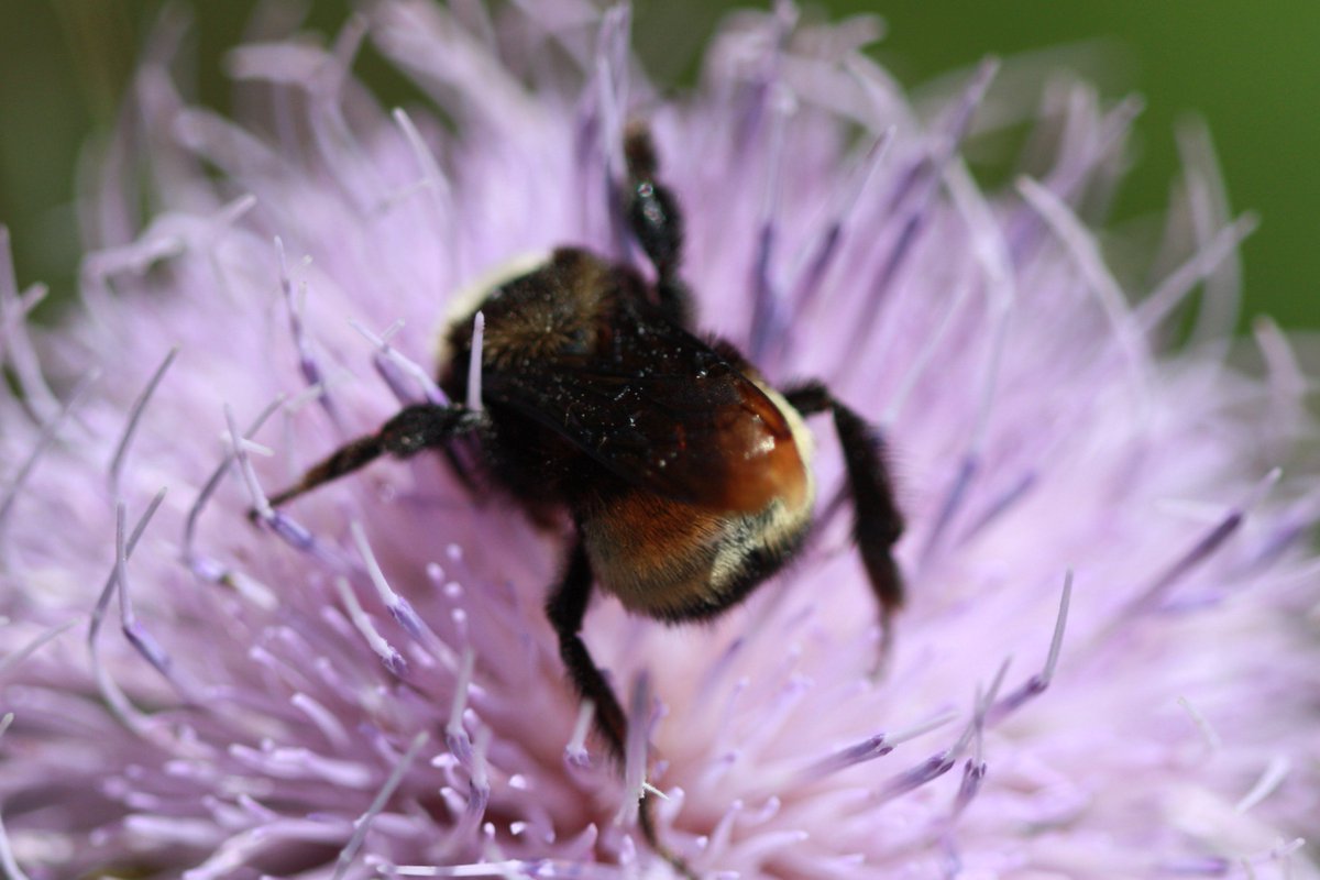 (1/2) Spotted at Foundation-supported site, Yonder Prairie: the endangered Rusty Patched Bumblebee! #PollinatorWeek #protectnativebees