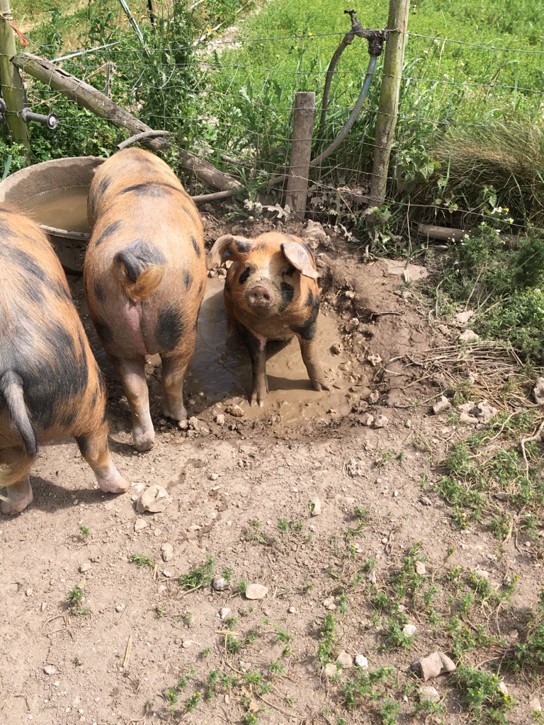 Yesterday Tamworth, today Oxford Sandy &amp; Blacks. Pig days. <a href="/CapreolusFF/">Capreolus Fine Foods</a> <a href="/HarveyBrockless/">Harvey & Brockless</a>
