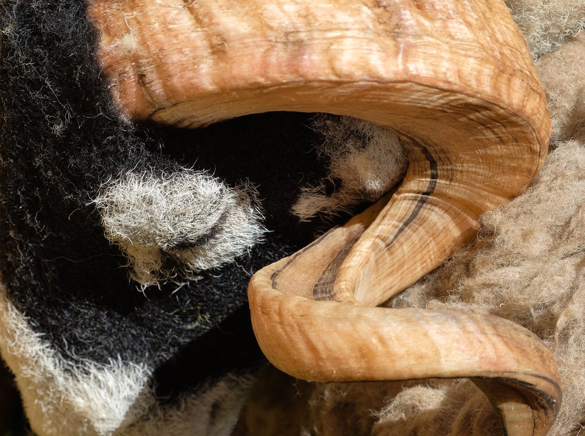billplumtree's tweet photo. #SheepOfTheDay https://t.co/57AETcAAqx