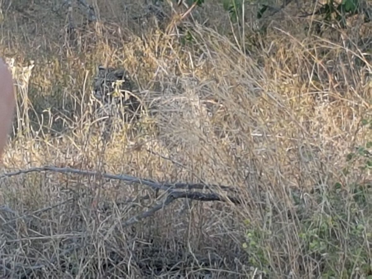 LatestKruger's tweet photo. 16:10
3 Leopards stationary
S114, 1km from the H3
Near Malelane
Vis 4/5
Tinged by Versterre https://t.co/gDUewvGUoq