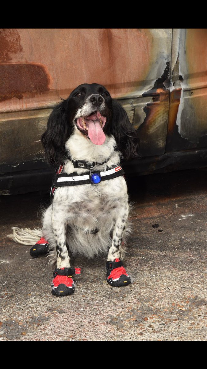 Hants_IOW Fire Dogs tweet media