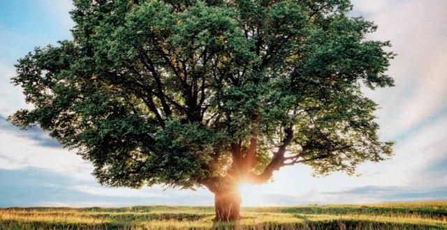 Nos preocupamos por el medio ambiente y sólo utilizamos electricidad procedente de fuentes de energía renovables.
egurenugarte.com/energia-100-re…