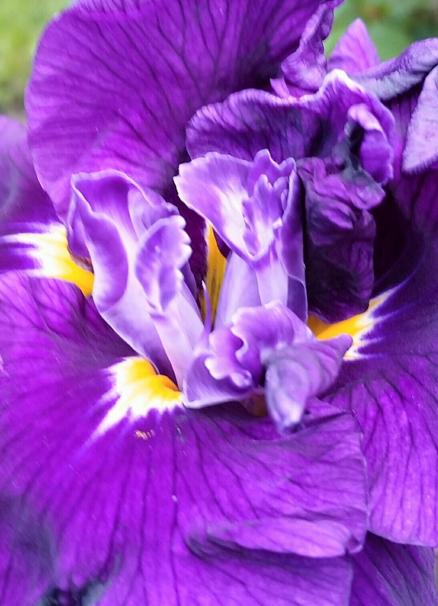 GardenOpus's tweet photo. FRIEND TO ROSES: #Iris #ensata like #JewelOfTheNile (Bauer-Coble, '13) bloom after Bearded Iris, great #rose & Summer #perennial companions! https://t.co/lryIj0aTNi