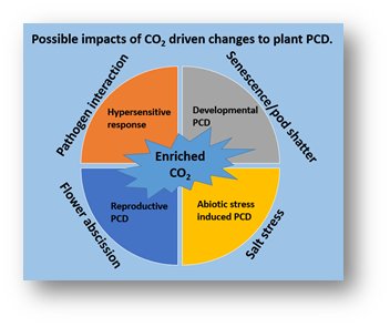 _Rosemount's tweet image. Climate of 1000 ppm #CO2 by 2100? How will this affect #ProgrammedCellDeath (#PCD). Impact on #crop systems and #yield? Research @_Rosemount