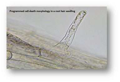 _Rosemount's tweet image. Climate of 1000 ppm #CO2 by 2100? How will this affect #ProgrammedCellDeath (#PCD). Impact on #crop systems and #yield? Research @_Rosemount