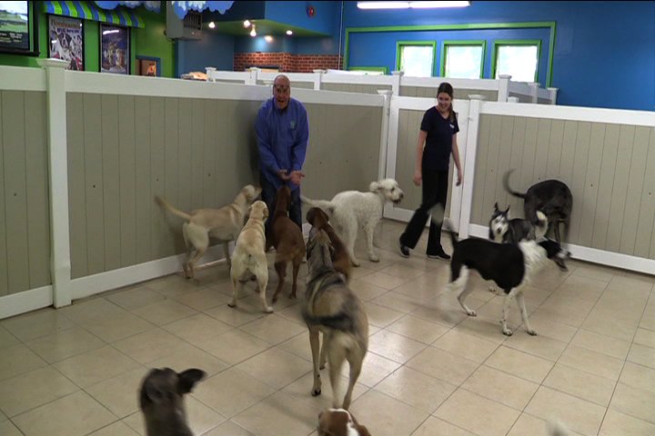 MainStreetLI's tweet photo. ICYMI: @HoundsTownUSA1 is daycare for Long Islanders’ 4-legged friends (W/ @christalauri) https://t.co/ypU2szyB0v https://t.co/fBuuO5JqVO
