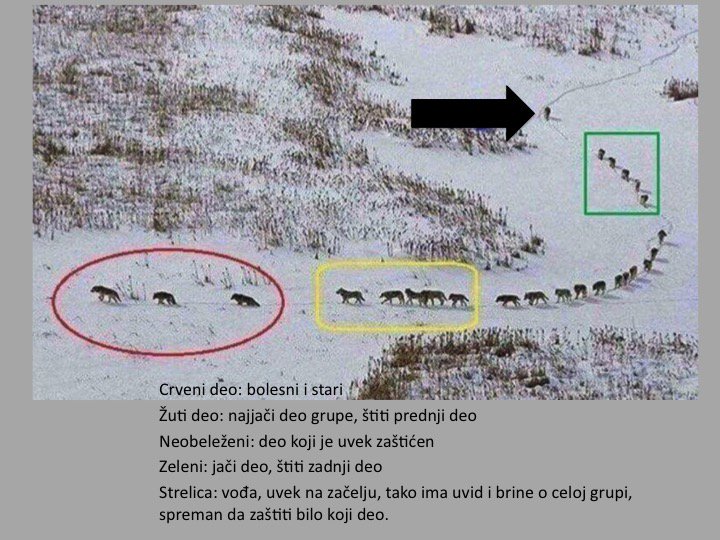 MioStojkovic's tweet photo. Ako ste se pitali šta znači biti lider? Ne biti na čelu već o svima brinuti. https://t.co/f8EwWfVZVU